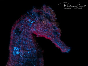 Seahorse in the magic of fluorescence by Philippe Eggert 